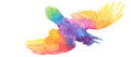 Rainbow Raven